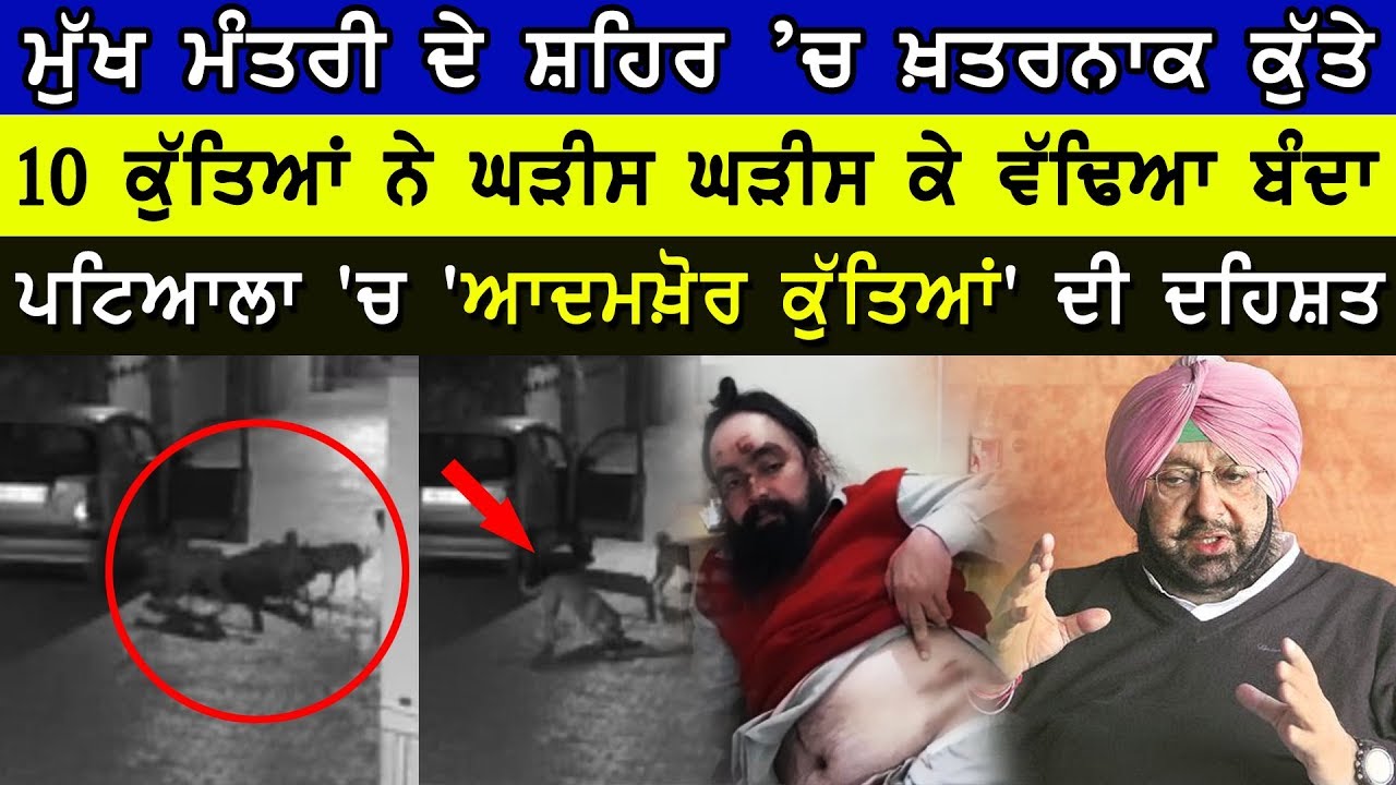 Photo of Dogs in Patiala | Latest News | CCTV Video | CM City Patiala