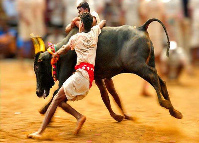 19 01 2017 19jallikattu