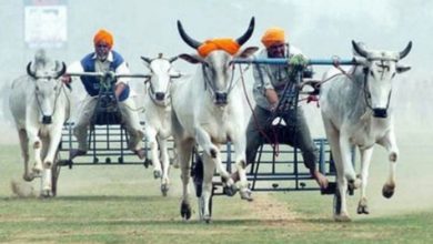 Photo of ਬੈਲਗੱਡੀ ਦੌੜਾਂ ਨੂੰ ਦੁਬਾਰਾ ਸ਼ੁਰੂ ਕਰਨ ਜਾ ਰਹੇ ਨੇ CM ਮਾਨ