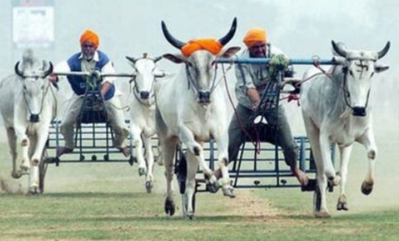 ਬੈਲਗੱਡੀ ਦੌੜਾਂ ਨੂੰ ਦੁਬਾਰਾ ਸ਼ੁਰੂ ਕਰਨ ਜਾ ਰਹੇ ਨੇ CM ਮਾਨ 1 b 6