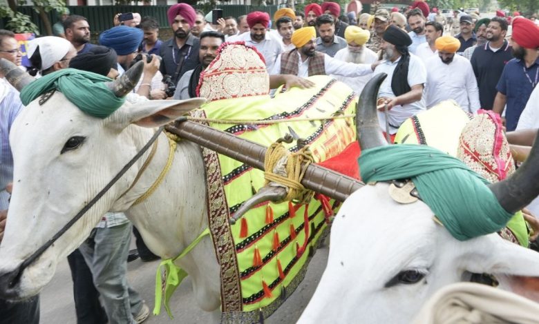 ਕਿਲਾ ਰਾਏਪੁਰ ਖੇਡਾਂ ‘ਚ ਬਲਦਾਂ ਦੀ ਦੌੜ ਨੂੰ ਹਰੀ ਝੰਡੀ! ਜਾਨਵਰਾਂ ਪ੍ਰਤੀ ਬੇਰਹਿਮੀ ਐਕਟ ‘ਚ ਸੋਧ, ਰਾਜਪਾਲ ਦੀ ਮੁਹਰ ਲੱਗਣੀ ਬਾਕੀ 1 baldan di daur
