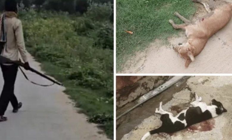 ਝੁਨਝੁਨੂ ਵਿੱਚ ਭਿਆਨਕ ਘਟਨਾ, 25 ਤੋਂ ਵੱਧ ਕੁੱਤਿਆਂ ਨੂੰ ਮਾਰੀ ਗਈ ਗੋਲੀ 1 sa 26