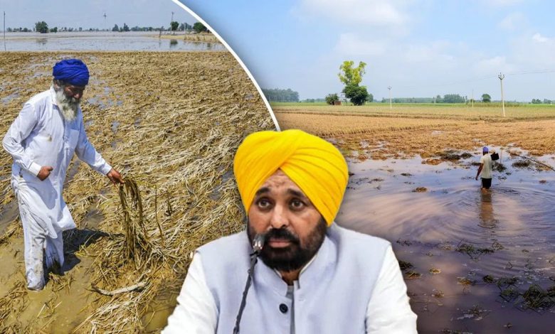 CM Bhagwant Mann Relief and rehabilitation after flood 1