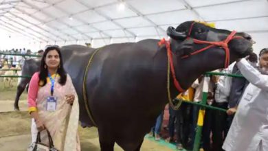 9 ਕਰੋੜ ਦੀ ਕੀਮਤ ਵਾਲੇ ਝੋਟੇ ਯੁਵਰਾਜ ਦੀ ਹੋਈ ਮੌਤ 5 Photo of 9 ਕਰੋੜ ਦੀ ਕੀਮਤ ਵਾਲੇ ਝੋਟੇ ਯੁਵਰਾਜ ਦੀ ਹੋਈ ਮੌਤ