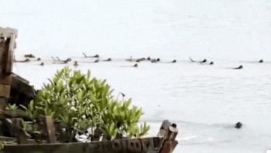 Photo of ਓਡੀਸ਼ਾ ਦੇ ਕੇਂਦਰਪਾੜਾ ਚ ਆਪਣੇ ਸਾਥੀ ਨੂੰ ਬਚਾਉਂਣ ਲਈ ਮਗਰਮੱਛ ਨਾਲ ਭਿੜੇ ਬਾਂਦਰ