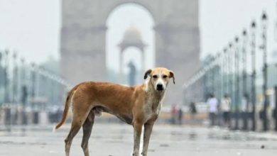 Photo of Delhi ’ਚ ਹੁਣ ਆਵਾਰਾ ਕੁੱਤਿਆਂ ਦੀ ਗਿਣਤੀ ਕਰਨਗੇ ਅਧਿਆਪਕ; ਹੁਕਮ ਨੇ ਛੇੜ ਦਿੱਤਾ ਵਿਵਾਦ