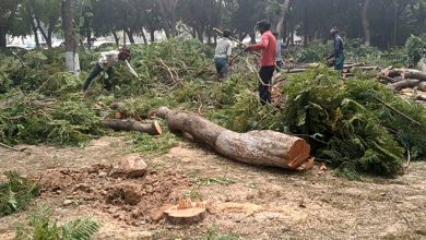 Photo of ਹਾਈਕੋਰਟ ਦੁਆਰਾ ਬਿਨਾਂ ਮਨਜੂਰੀ ਕਟਾਈ ‘ਤੇ ਰੋਕ