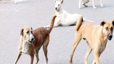 ਲੁਧਿਆਣਾ: ਇੱਕ ਹੀ ਪਰਿਵਾਰ ਦੇ 7 ਮੈਂਬਰਾਂ ‘ਚ ਰੇਬੀਜ਼ ਦੇ ਲੱਛਣ, PGI ਕੀਤਾ ਗਿਆ ਰੈਫਰ 6 Photo of ਲੁਧਿਆਣਾ: ਇੱਕ ਹੀ ਪਰਿਵਾਰ ਦੇ 7 ਮੈਂਬਰਾਂ ‘ਚ ਰੇਬੀਜ਼ ਦੇ ਲੱਛਣ, PGI ਕੀਤਾ ਗਿਆ ਰੈਫਰ