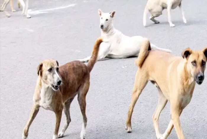 ਲੁਧਿਆਣਾ: ਇੱਕ ਹੀ ਪਰਿਵਾਰ ਦੇ 7 ਮੈਂਬਰਾਂ ‘ਚ ਰੇਬੀਜ਼ ਦੇ ਲੱਛਣ, PGI ਕੀਤਾ ਗਿਆ ਰੈਫਰ 1 d5 25