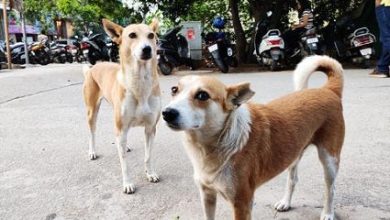 Photo of ਵੱਡੀ ਗਿਣਤੀ ਚ ਸੜਕਾਂ ਤੇ ਘੁੰਮ ਰਹੇ ਲਾਵਾਰਸ ਕੁੱਤਿਆਂ ਬਾਬਤ ਅੱਜ ਹੋਵੇਗੀ ਸੁਪਰੀਮ ਕੋਰਟ ਚ ਸੁਣਵਾਈ