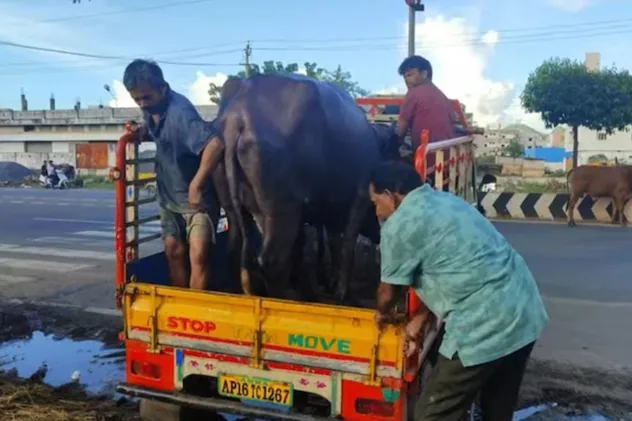 ਮੱਝ ਦਾ ਅਸਲੀ ਮਾਲਕ ਕੌਣ ਹੈ? ਦੋ ਧਿਰਾਂ ਚ ਵਿੱਚ ਝੜਪ 1 k7r91d9 rajasthan