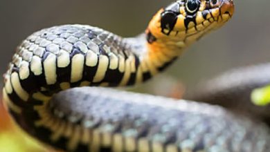 Photo of DSP ਦਫ਼ਤਰ ਵਿੱਚ ਹੈਰਾਨੀਜਨਕ ਘਟਨਾ: ਵਾਸ਼ਰੂਮ ‘ਚ ਵੜਿਆ ਸੱਪ, ਕਾਂਸਟੇਬਲ ਨੇ ਸੁਰੱਖਿਅਤ ਕੀਤਾ Rescue