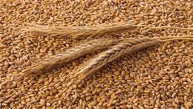 Photo of ਪੰਜਾਬ ਵਿਚ ਅੱਜ ਤੋਂ ਹੋਵੇਗੀ ਕਣਕ ਦੀ ਖ਼ਰੀਦ